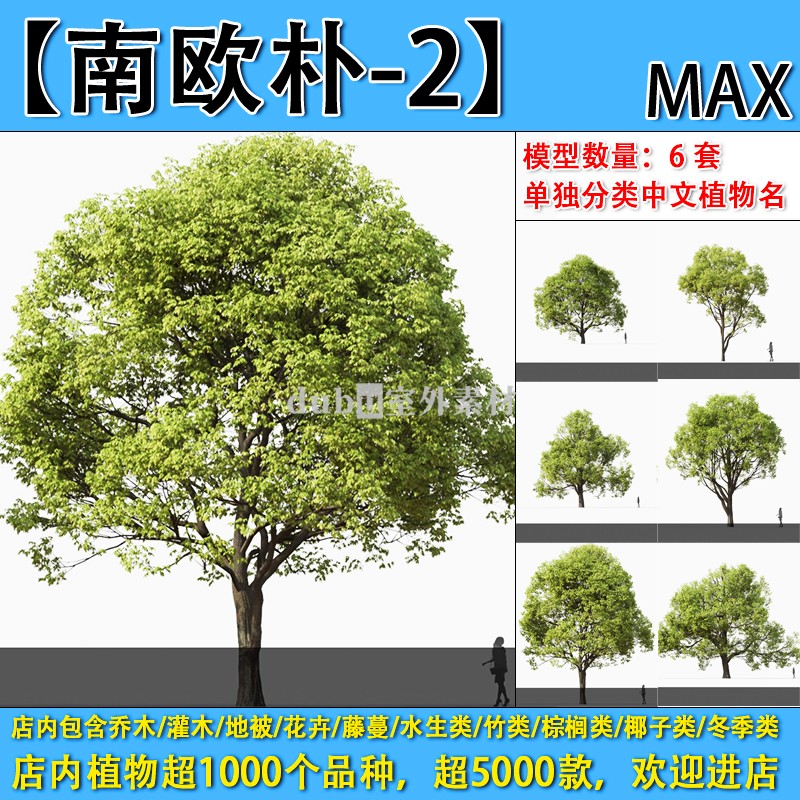 乔木-178-【朴树-南欧朴-2】max植物模型-园林景观室外3d植物模型
