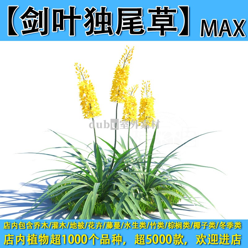 灌木地被花卉-168【剑叶独尾草】max植物园林景观室外3d植物模型