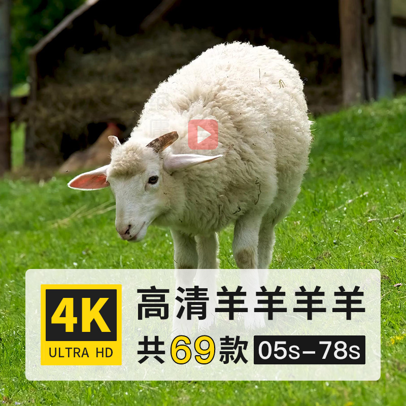 山羊绵羊羚羊牛科哺乳动物高清4K延时实拍剪辑制作动态短视频素材