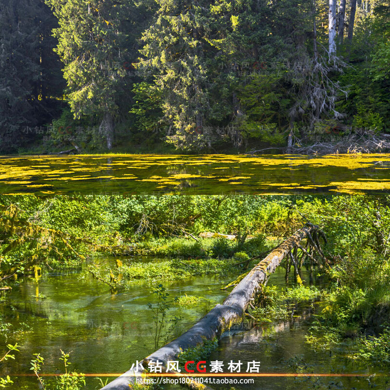 高清雨林照片素材 森林树木摄影 游戏场景插画 影视背景概念设计