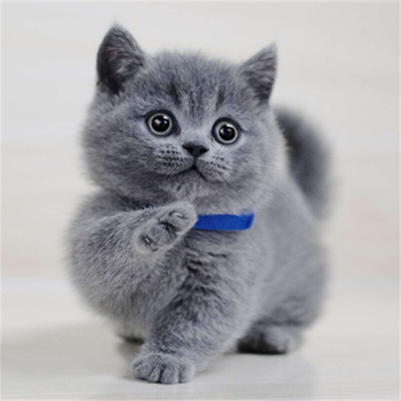 天河区纯种英短蓝猫银渐层幼猫金吉拉蓝白宠物猫咪虎斑布偶咪活体