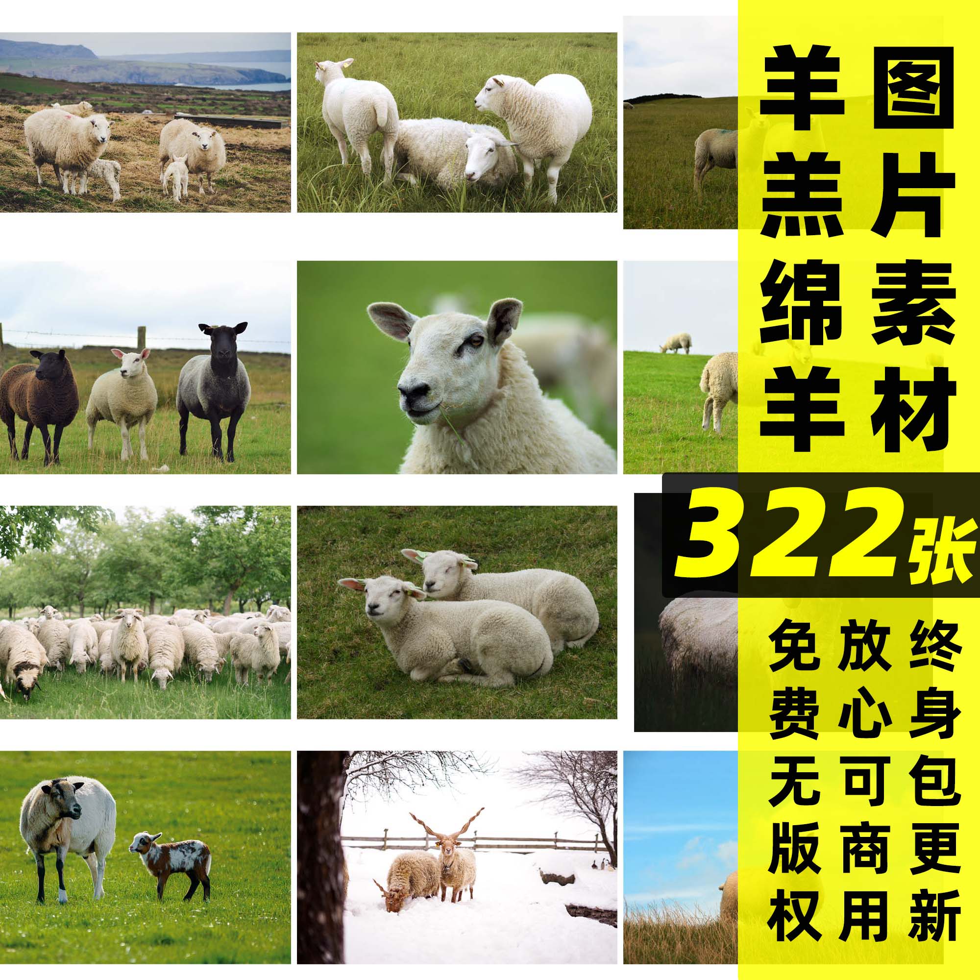 羊丨可商用羊羔山羊绵羊实拍图片素材家畜动物超清高清无版权图片