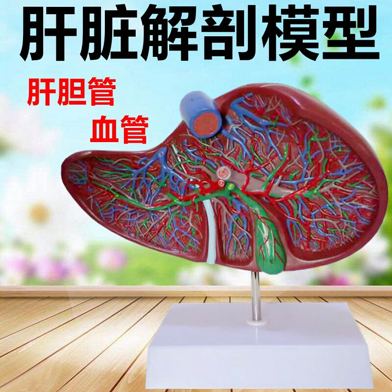 肝脏模型胰腺脾脏十二指肠消化系统胆囊立体解剖内分泌消化道人体