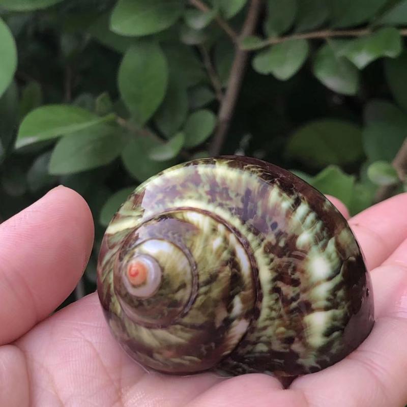 蜗牛壳装饰