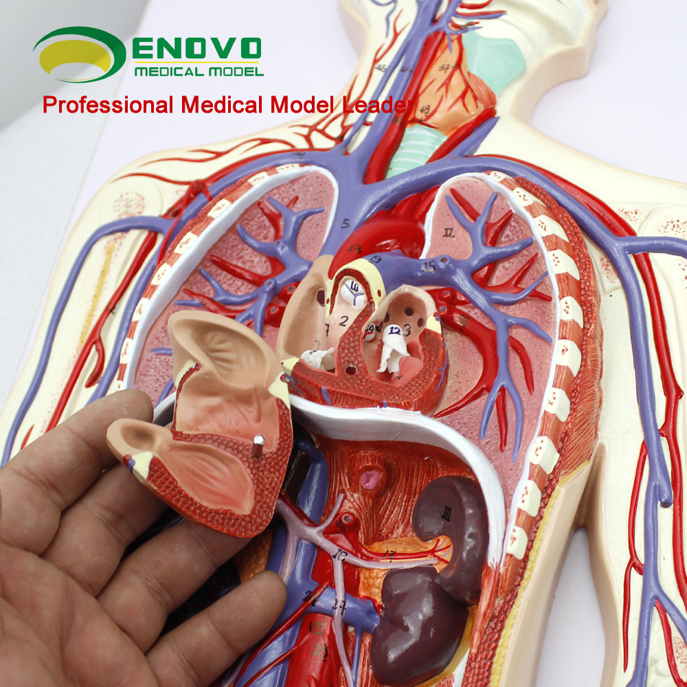 ENOVO颐诺人体血液循环系统模型体循环肺循环双循环心血管介入心