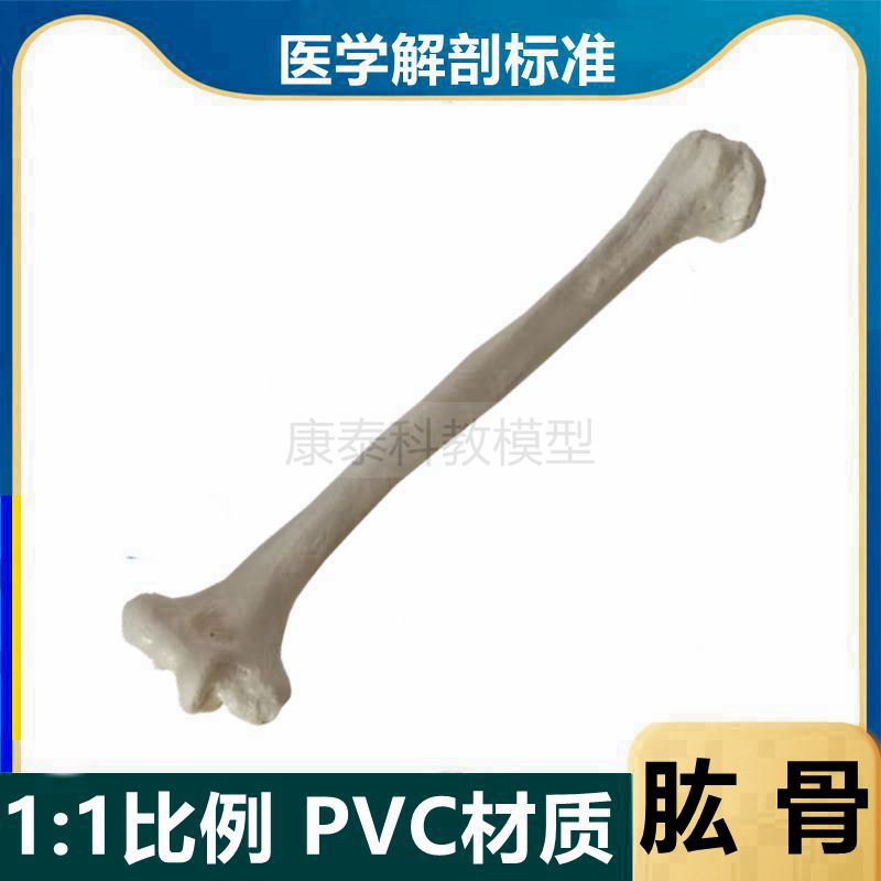 肱骨模型1比1真实倒模上肢尺桡骨人体四肢散骨下肢腿股骨胫腓骨头