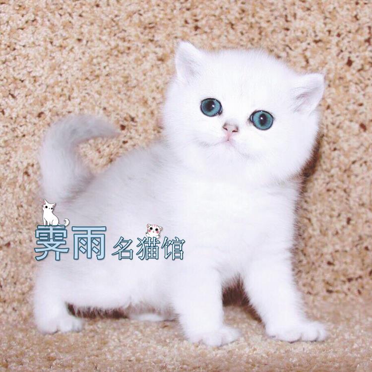 纯种英短银渐层猫白色蓝眼幼崽活物英国短毛猫宠物猫咪活幼体小猫