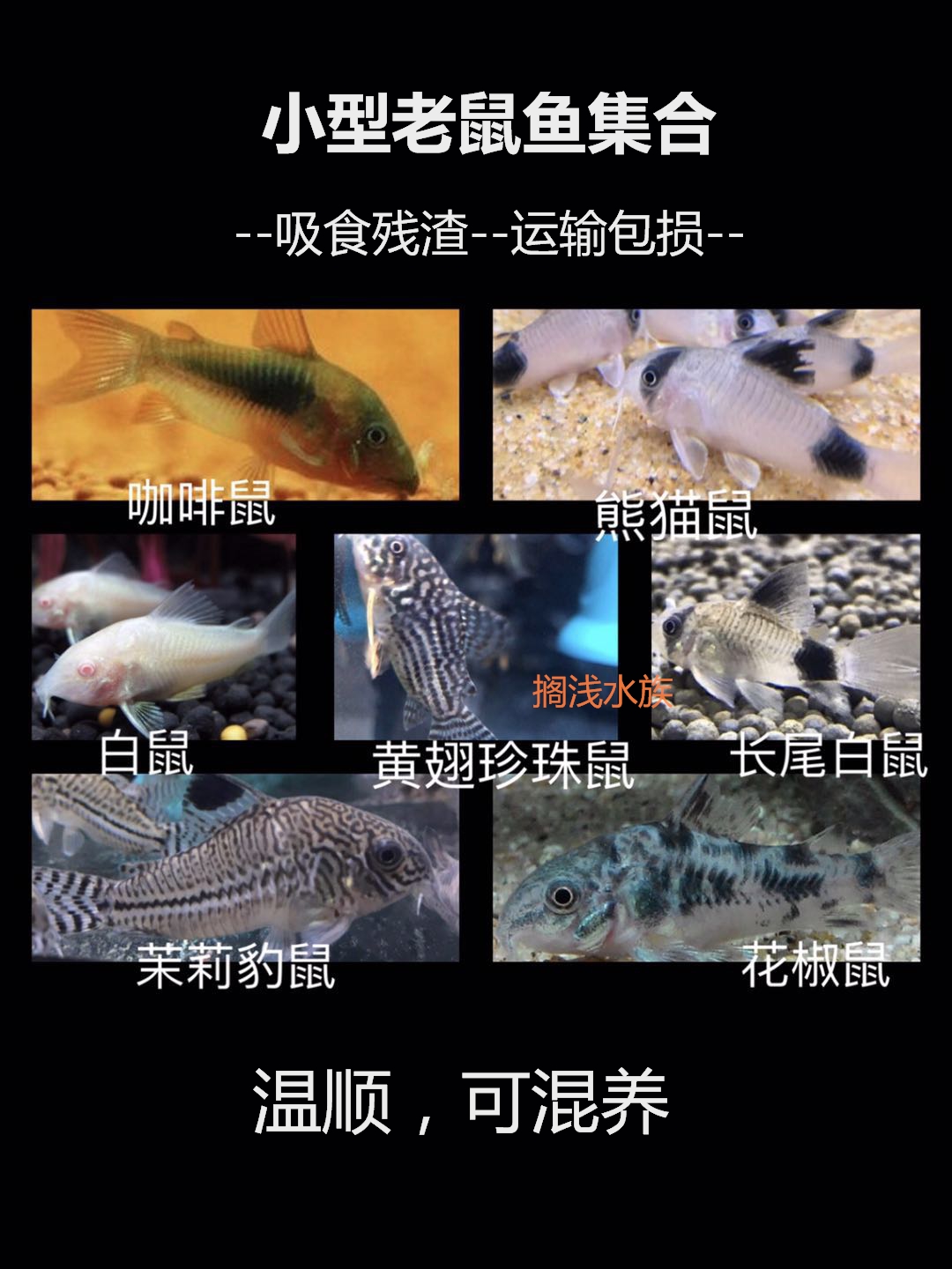 熊猫鼠长尾咖啡白鼠茉莉豹黄翅珍珠花椒鼠种鱼工具活体鱼吸食残渣