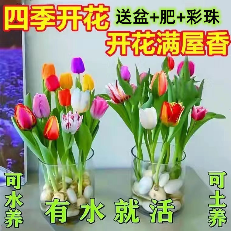 【特别耐寒】水培四季郁金香盆栽花卉植物客厅绿植花卉大全养不死