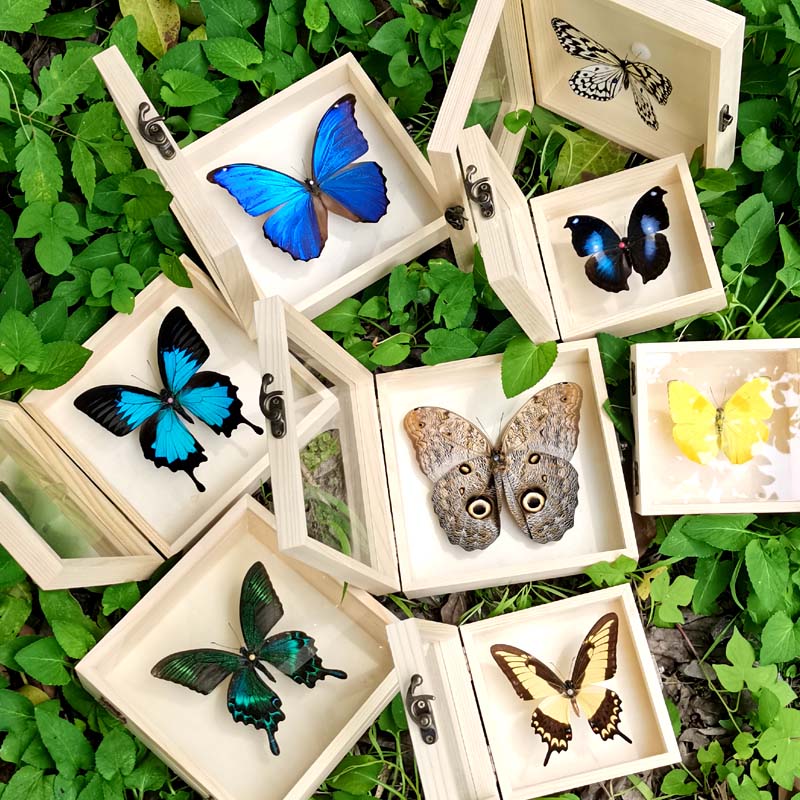 真蝴蝶标本实木盒子甲虫动物相框餐客厅儿童房装饰画生日礼物包邮