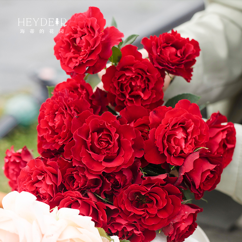 海蒂的花园纪念芭芭拉皱边红色月季天鹅绒质感阳台花卉植物盆栽苗