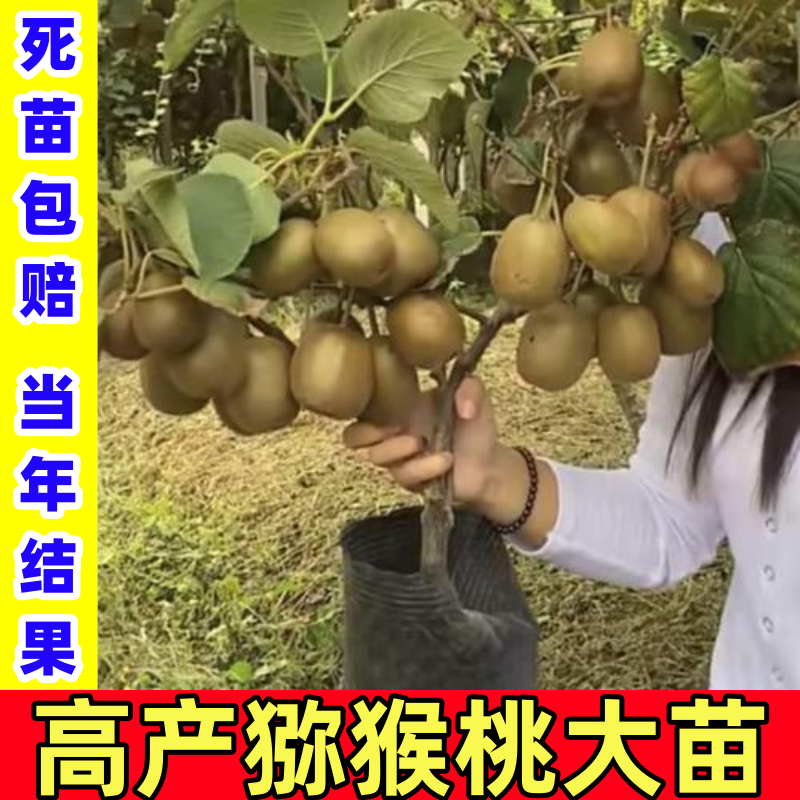 红心软枣猕猴桃树苗