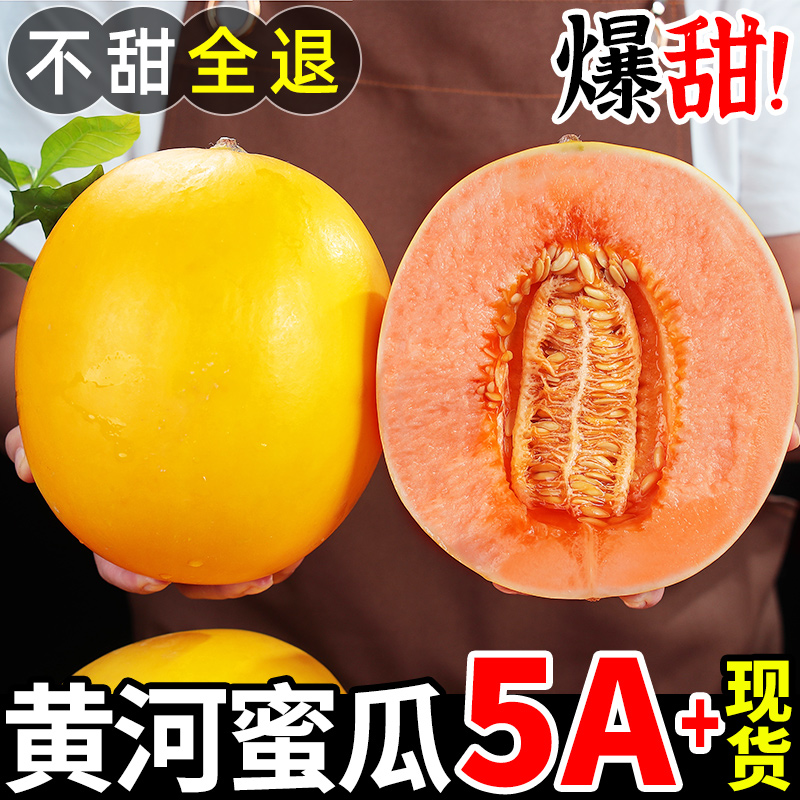 陕西黄河蜜瓜9斤新鲜水果整箱当季黄金甜瓜金红宝哈密瓜当季香瓜3