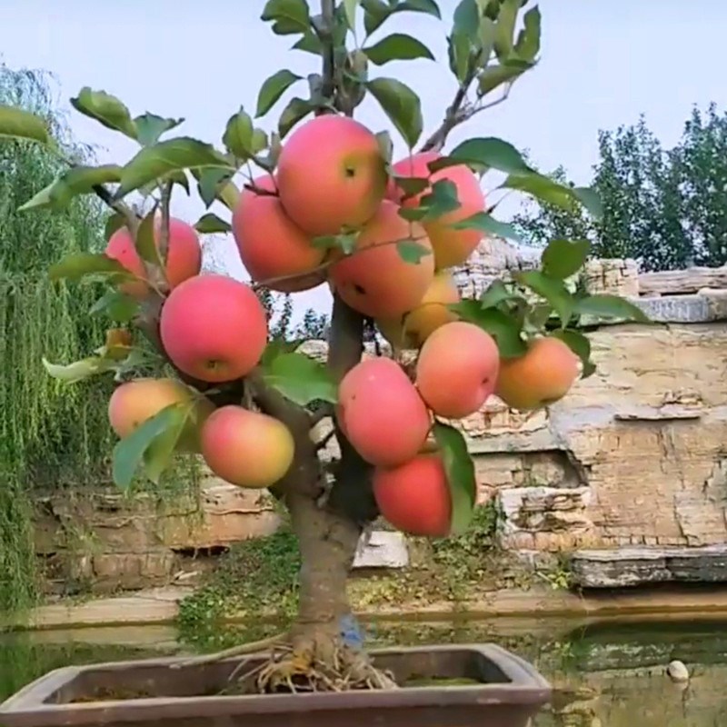 矮化盆栽苹果树苗 南方北方种植庭院盆景 红富士苹果苗 当年结果