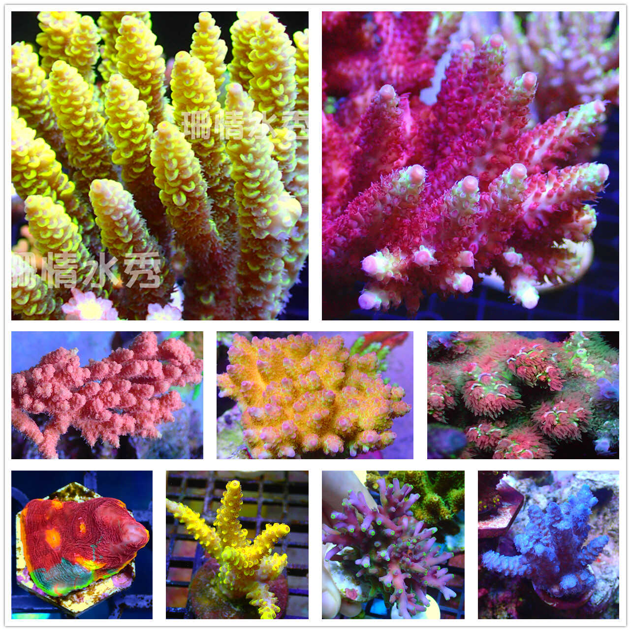 新手硬骨珊瑚活体珊瑚人工珊瑚硬骨活体人工繁殖软体海缸海水印尼