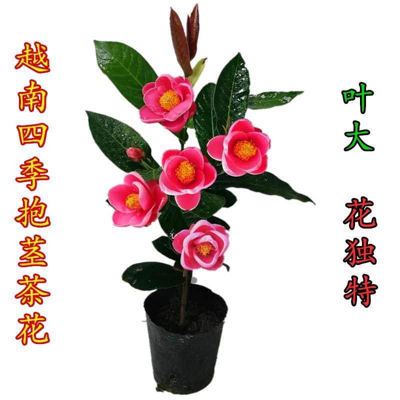 四季海棠越南进口红山茶抱茎茶花树苗嫁接名贵花卉盆栽室内外包邮