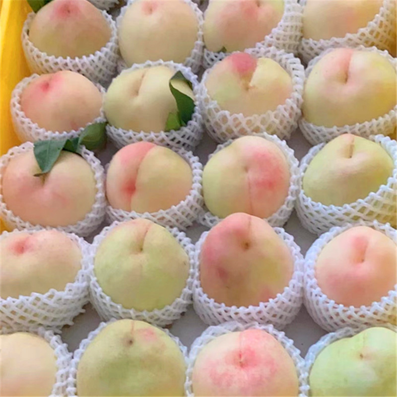 白凤水蜜桃现摘现发新鲜桃子当季水果毛桃猕猴桃整箱包邮