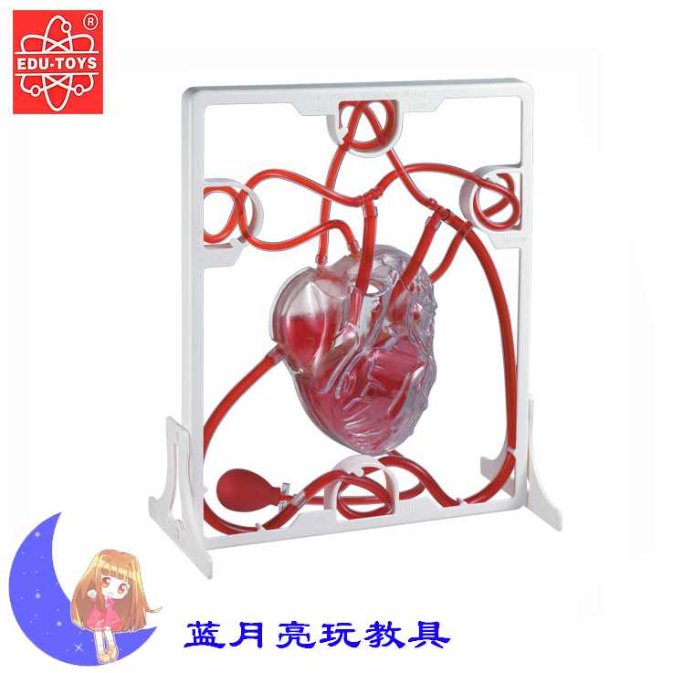 香港EDU 心脏血液循环模型 幼儿早教人体拼装儿童科学实验玩具5+