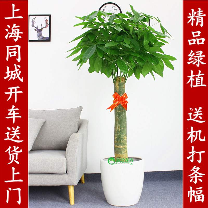 发财树盆栽 开业乔迁植物花卉客厅办公室内大型绿植 上海送货上门