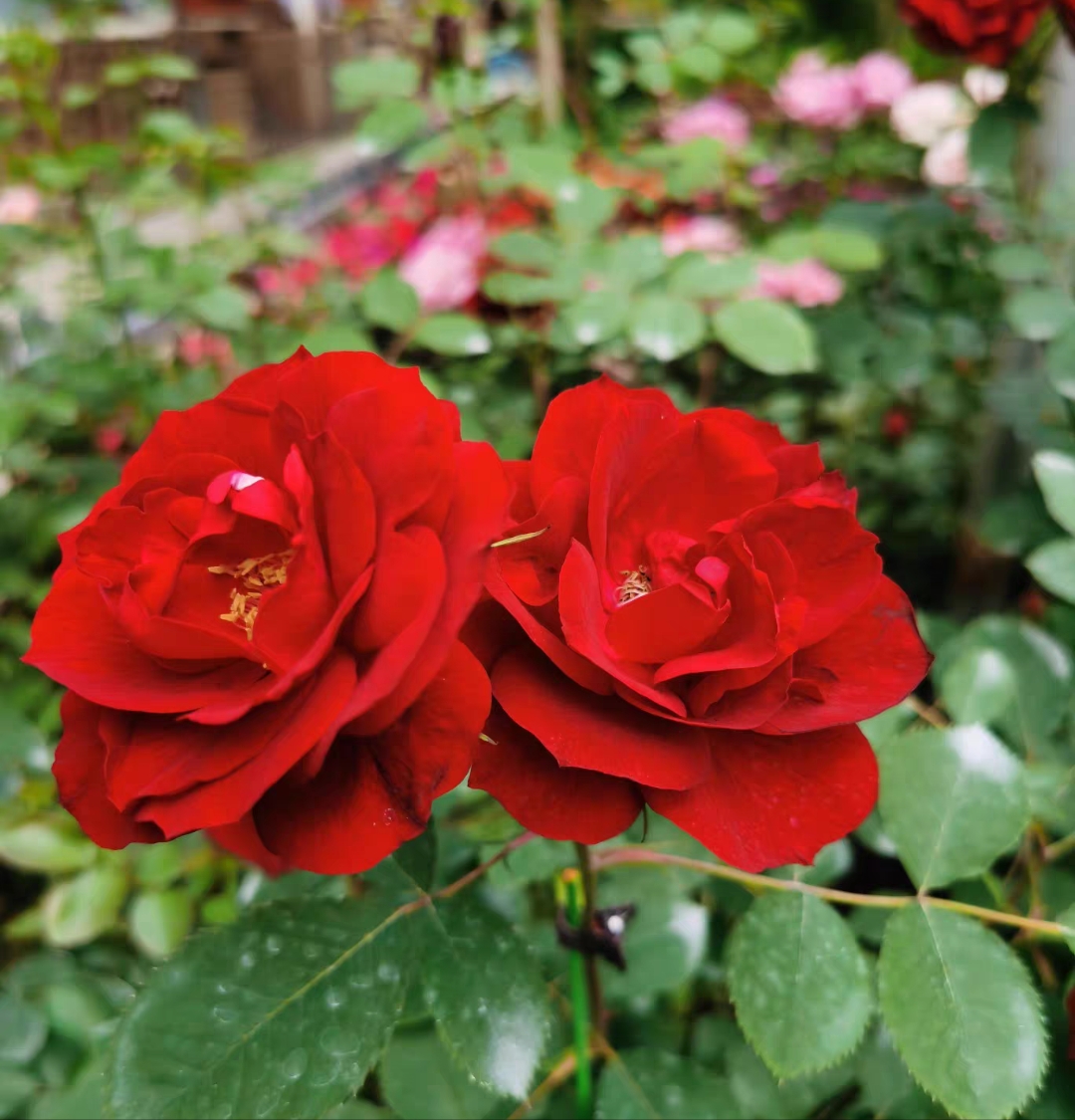 寒红耐寒藤本月季东北地区可无防护过冬地栽花卉蔷薇花玫瑰花盆栽