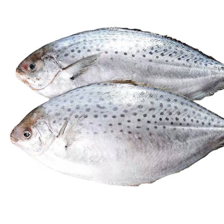 鲳鱼新鲜冷冻比银鲳鱼金鲳鱼更好的南极雪花鲳海鲜海捕海鲳鱼