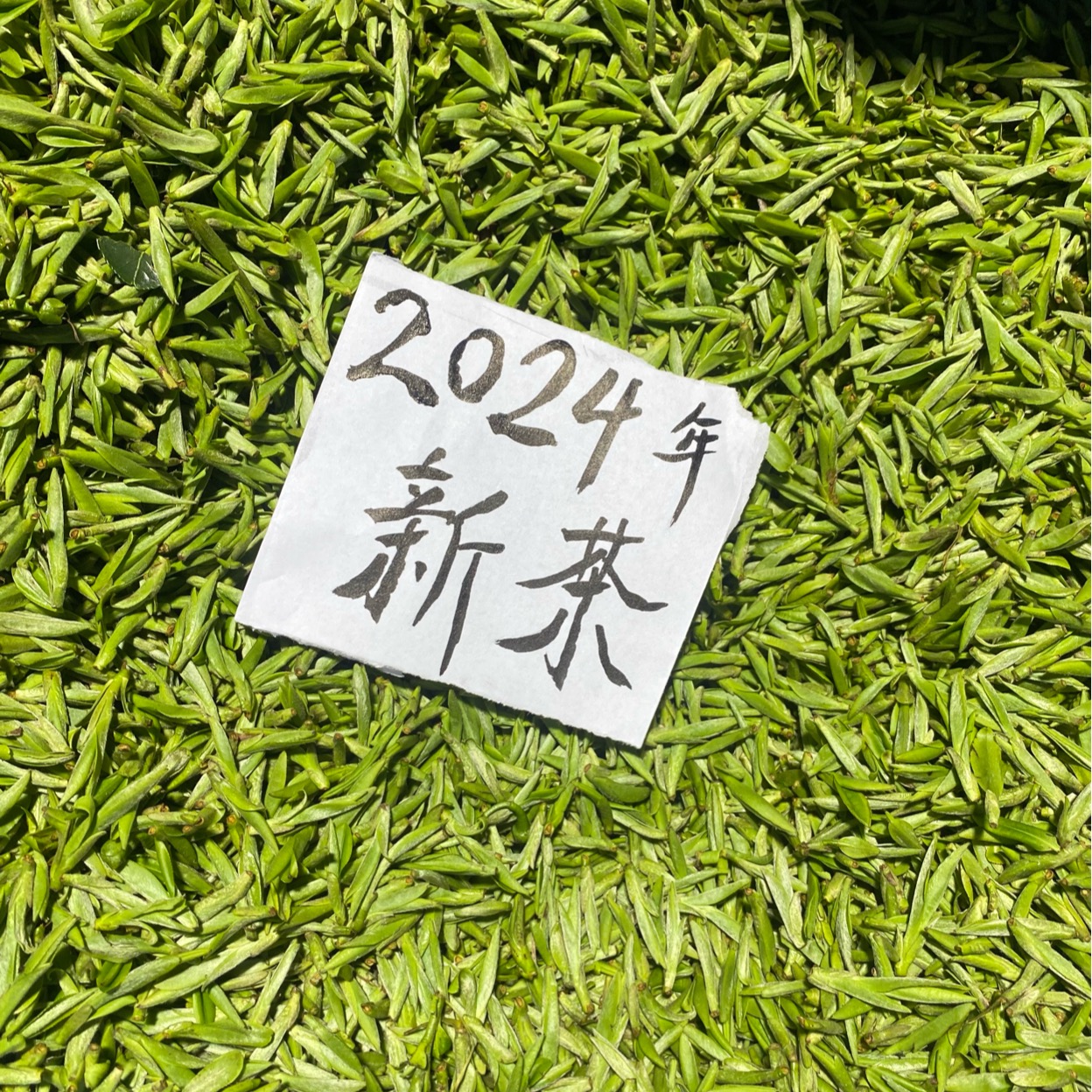 新茶2024年浙江松阳早茶春茶明前龙形扁茶二两100g嫩芽绿茶自己喝