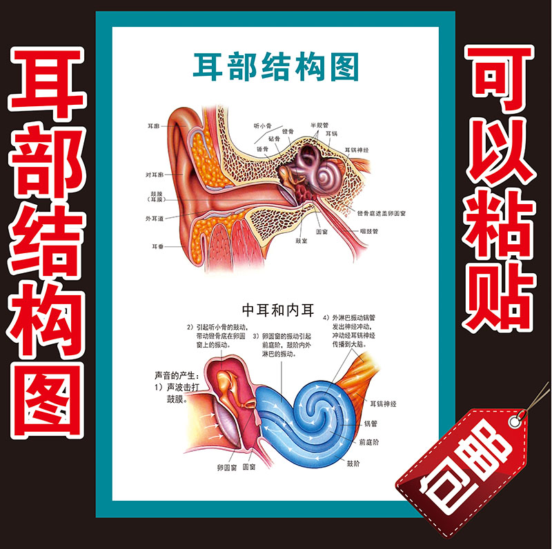 医学宣传挂图 耳部结构示意图海报 人体器官解剖图医院布置海报