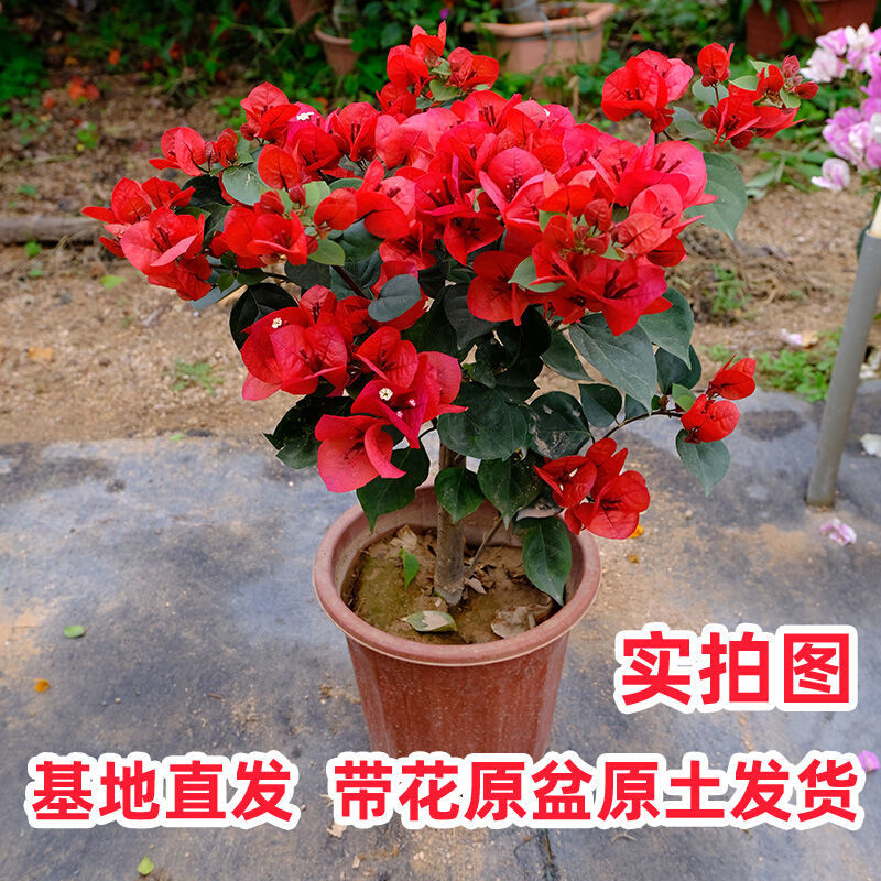 三角梅中国红（潮洲红）适合四季种植勤花品种庭院阳台