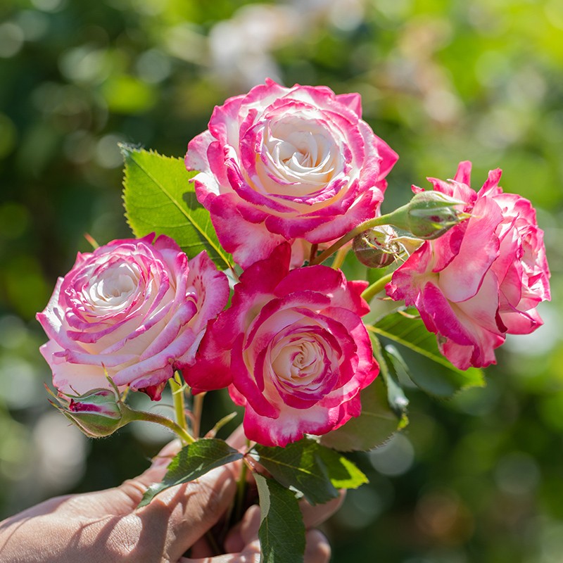 新品月季椿风 复色丰花抗病性好茶香开花不断玫瑰蔷薇阳台盆栽