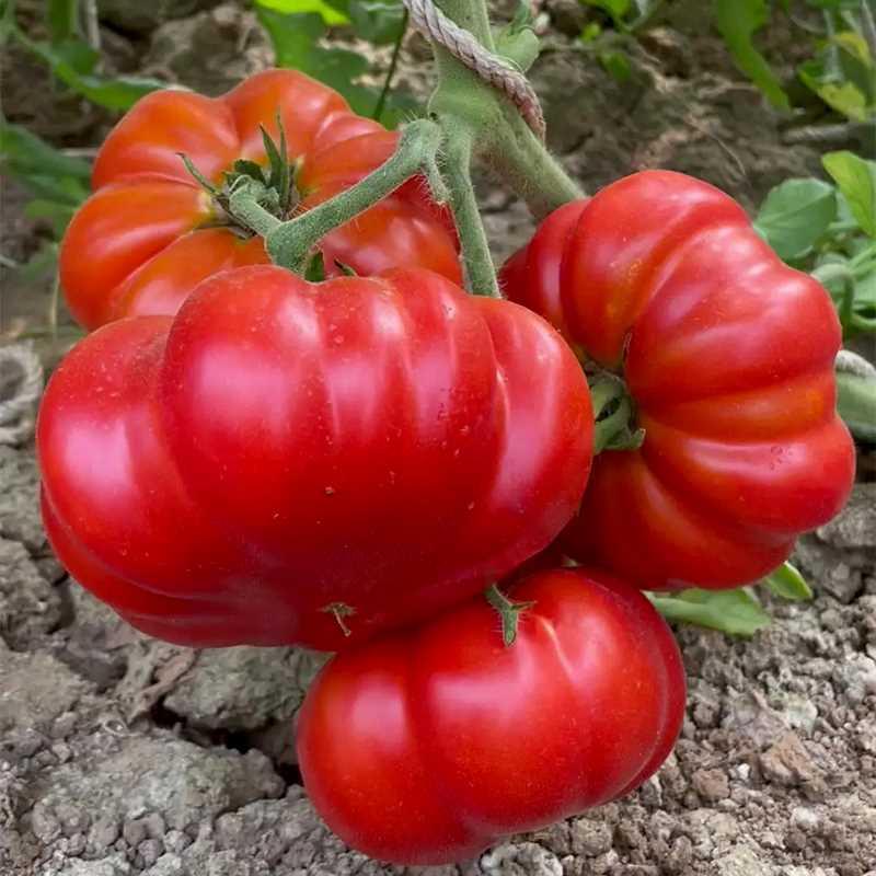 马蹄特大西老种籽品种四季红柿沙瓤阳台菜园孑种蔬菜农家