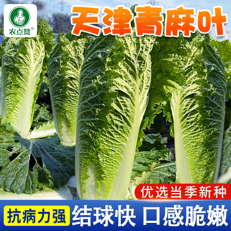 天津青大白菜种子高产包心菜天津绿麻叶大白菜种籽四季播蔬菜种孑