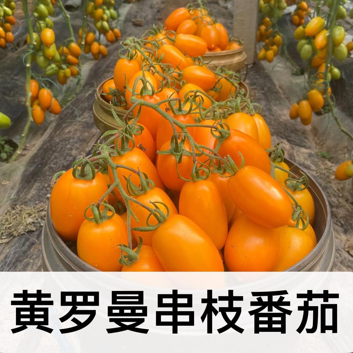 奶香黄红罗曼西红柿农家自种山东特产串黄番茄现摘现发橙色圣女果