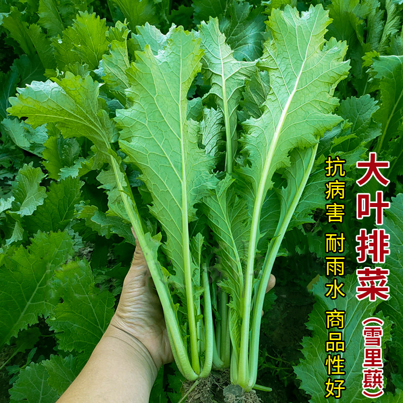 农家雪菜种子小叶梅菜青菜种春季四季蔬菜种孑大叶雪里蕻红菜种籽