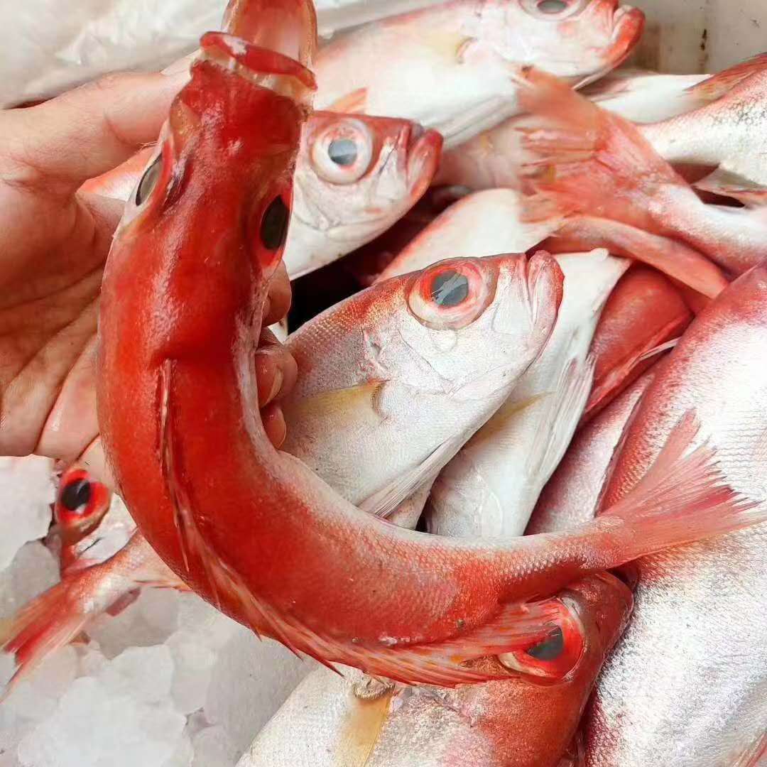 红目鲢鱼新鲜大眼鸡鱼深海鱼海鲜水产3斤装