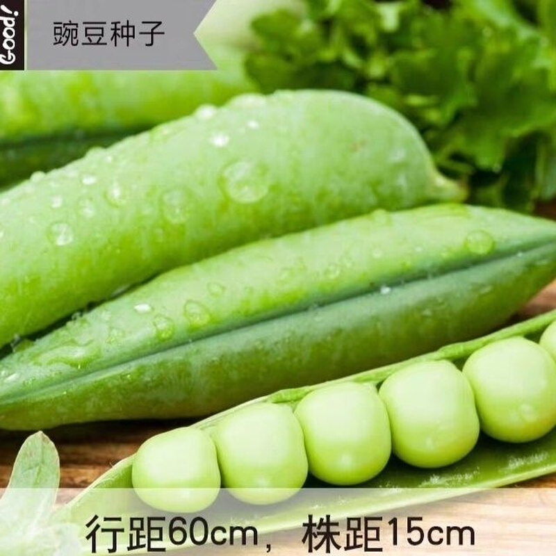【早熟】甜豌豆种子青豆耐热矮生耐寒四季种阳台庭院蔬菜种子大全