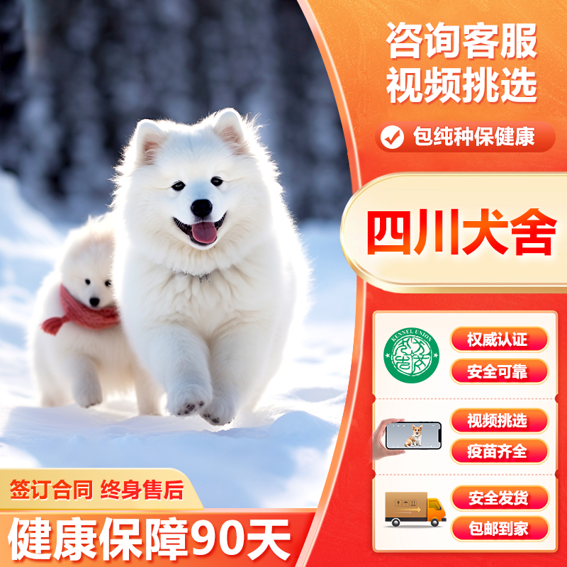 犬舍萨摩耶幼犬微笑天使纯种双血统大白熊雪橇犬活体中型宠物狗狗
