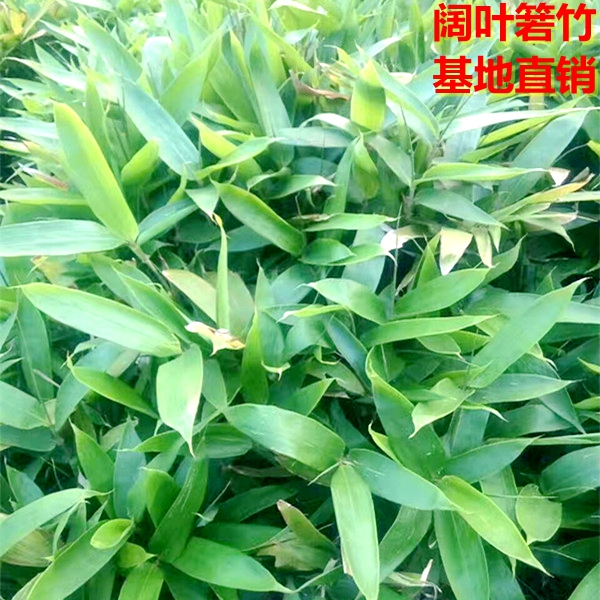 箬竹盆栽