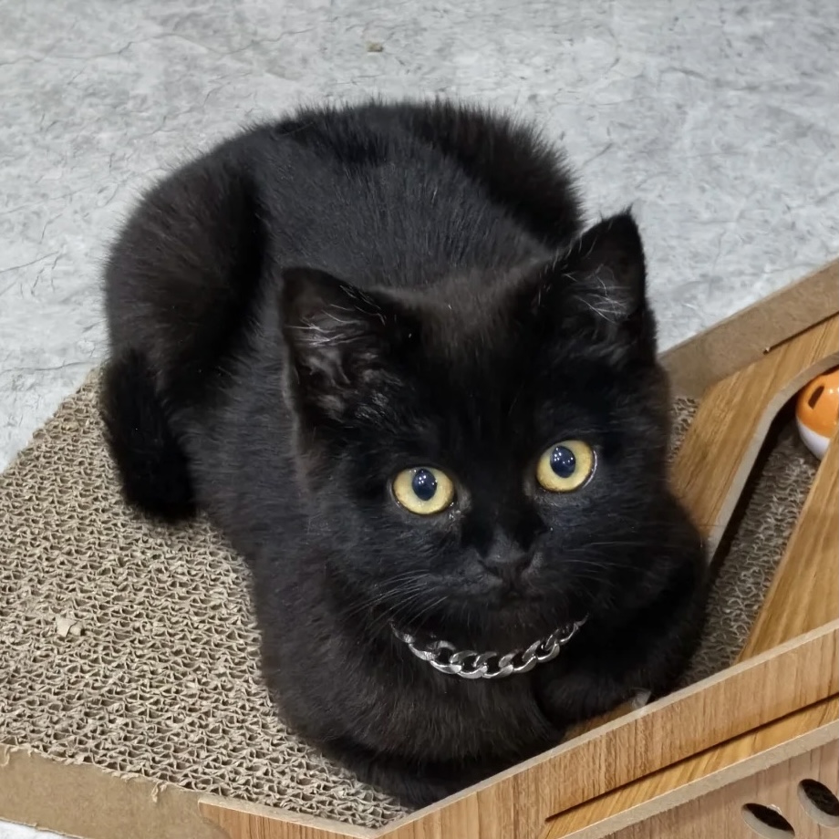 黑猫幼崽黑色玄猫幼崽纯种孟买猫黑煤球小猫中华田园猫纯黑猫咪