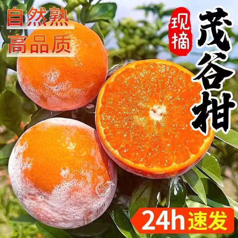 广西茂谷柑10斤新鲜水果石灰柑贡柑2/3/5斤柑橘薄皮橘子桔子包邮