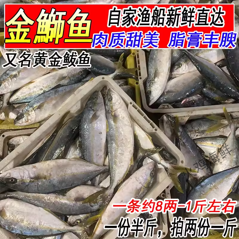 新鲜黄金鲅野生鲅鱼整条鲜活深海大鱼马鲛鱼约8两-1斤1条海鲜水产