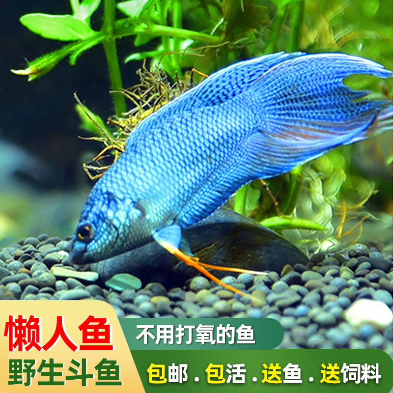 中国斗鱼观赏鱼冷水鱼淡水鱼群养鱼好养耐养鱼活鱼金鱼小型鱼苗