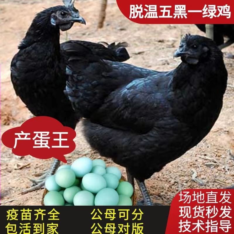 脱温半大五黑鸡活苗小鸡下绿壳产蛋鸡一斤乌骨鸡成年纯种散养土鸡