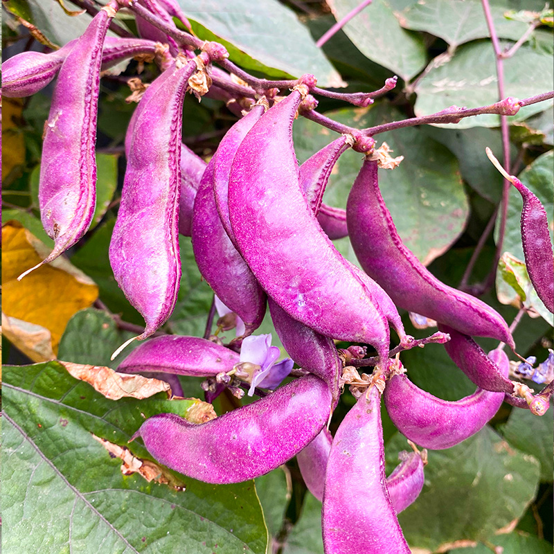 摘不败红眉豆种子苗高产豆角紫扁豆种籽农家南方种春四季蔬菜种孑
