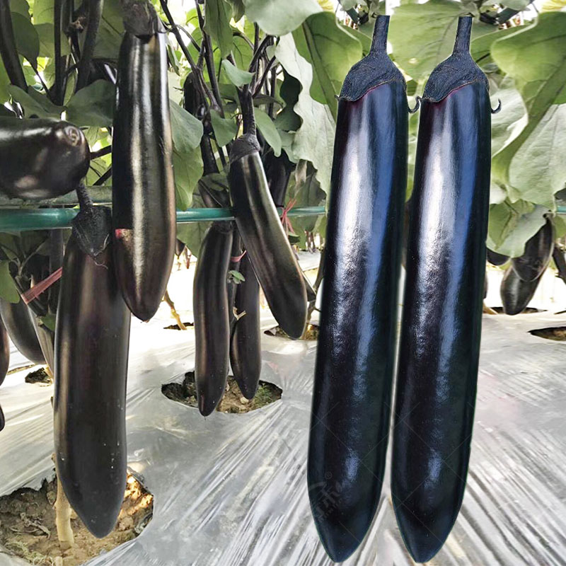 日本黑贵人长茄子种子黑龙茄子种籽黑紫色早熟高产蔬菜长茄孑大全