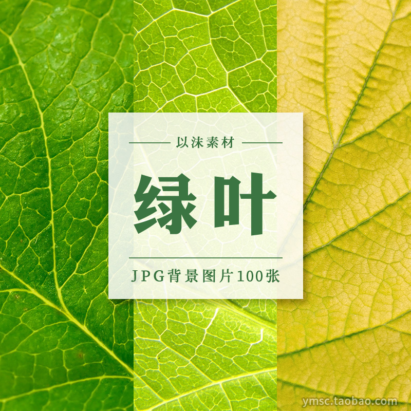 绿色植物树叶高清叶子脉络纹理特写JPG背景图片平面设计素材