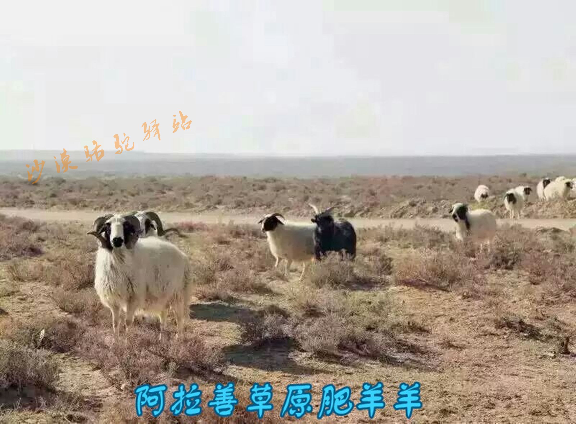 牧区羊肉带骨新鲜生鲜2斤内蒙古阿拉善草原放养食用（6斤包邮）
