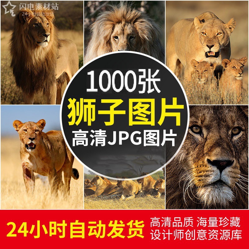 4K高清大图狮子图片野生动物猛兽实拍特写摄影电脑壁纸照片ps素材