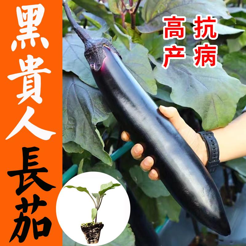 紫黑长茄子种籽种子苗黑贵人圆茄种子特大黑豹茄苗四季秧苗蔬菜孑