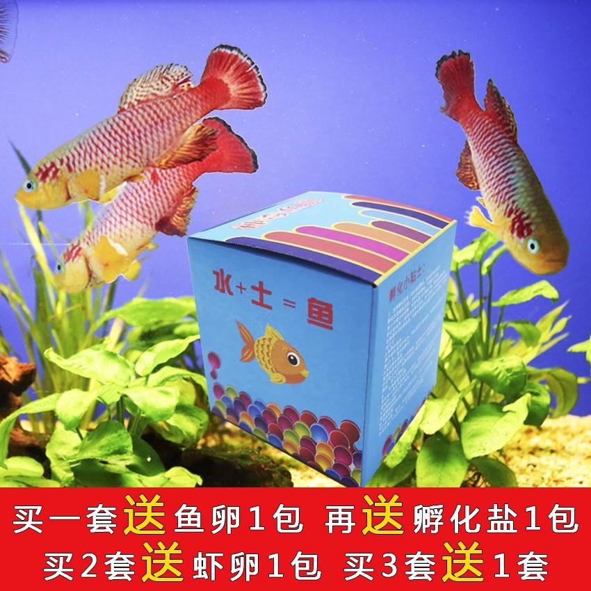 魔法小鱼鳉鱼可孵化小鱼太空鱼套装 青鳉 水+土=鱼热带鱼宠物鱼卵