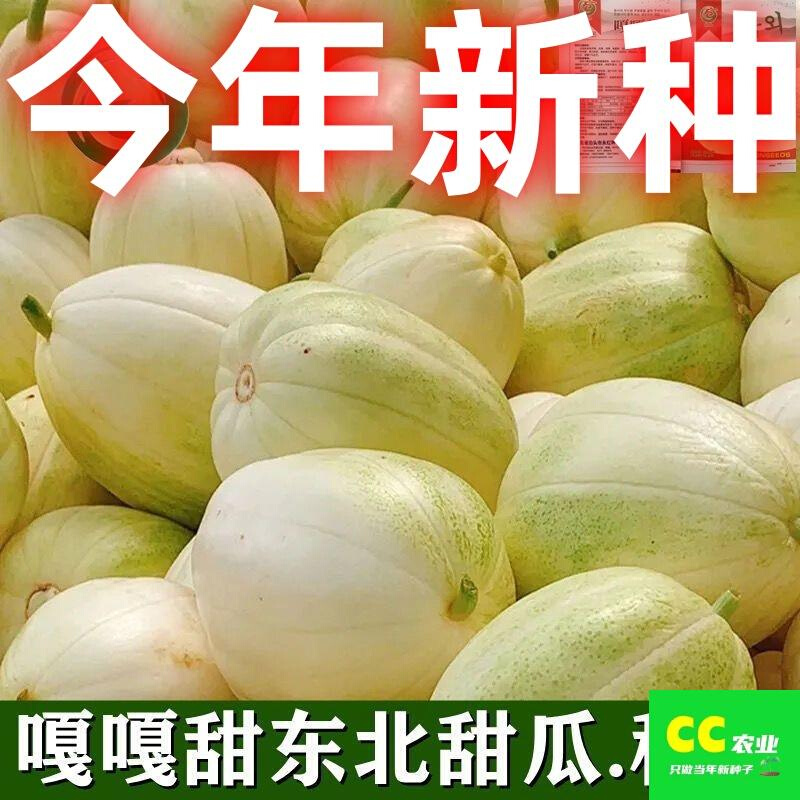 东北香瓜品种